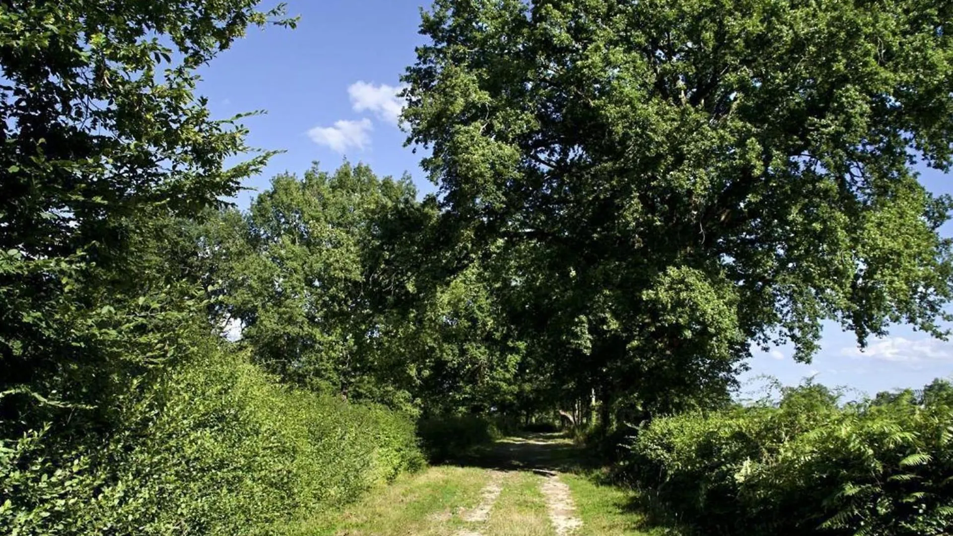 Charmante Fermette Au Vert Pres De La Foret De Troncais, 2 Chambres, Animaux Acceptes, Linge Inclus - Fr-1-489-311 Vieure
